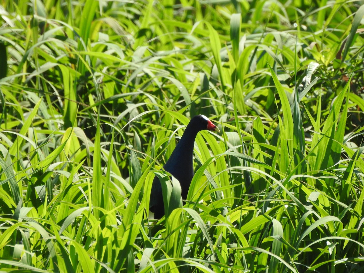 Sarı Bacaklı Sazhorozu - ML647759280