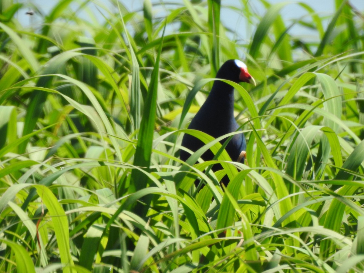 Sarı Bacaklı Sazhorozu - ML647759281