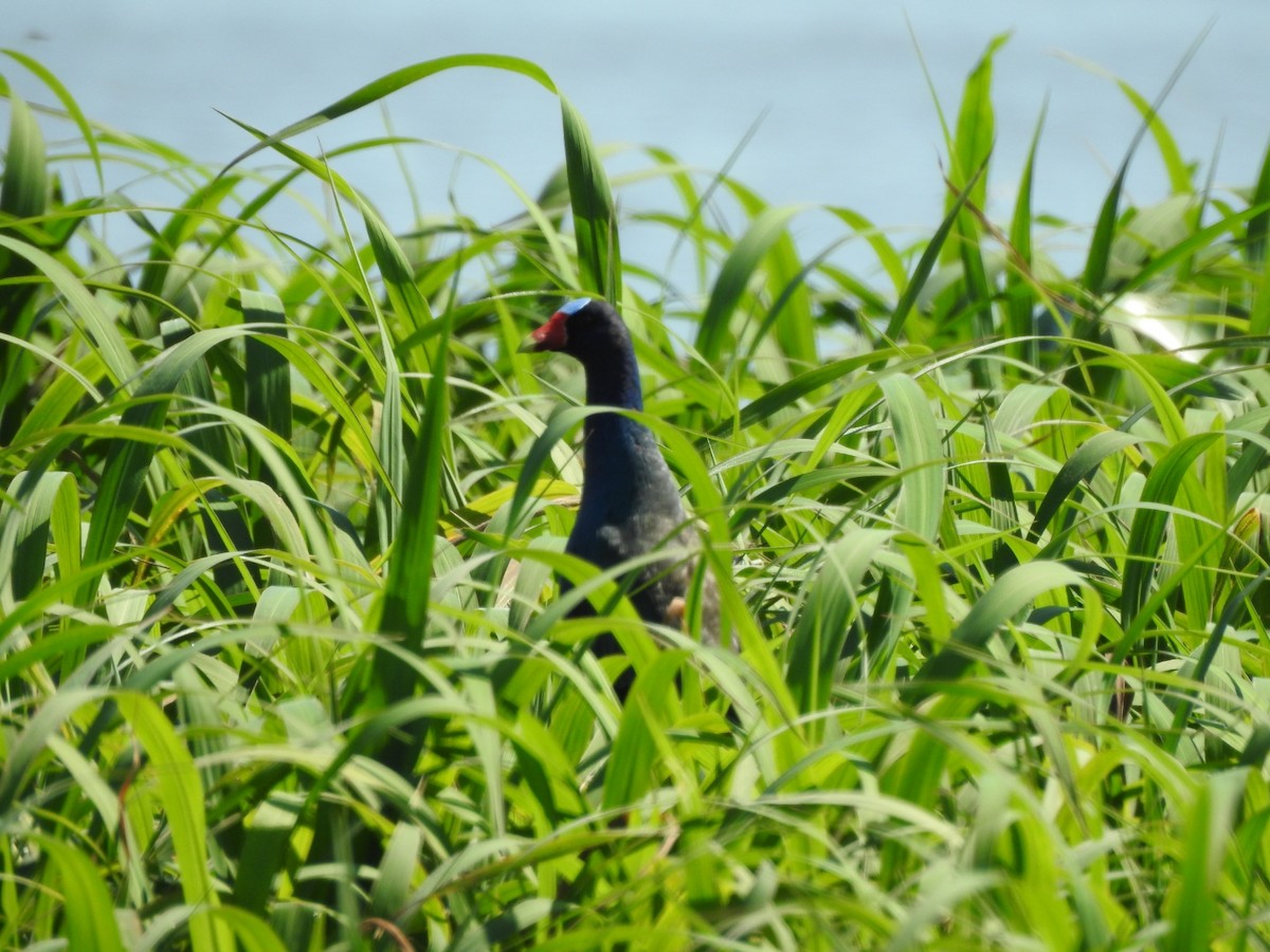 Sarı Bacaklı Sazhorozu - ML647759282