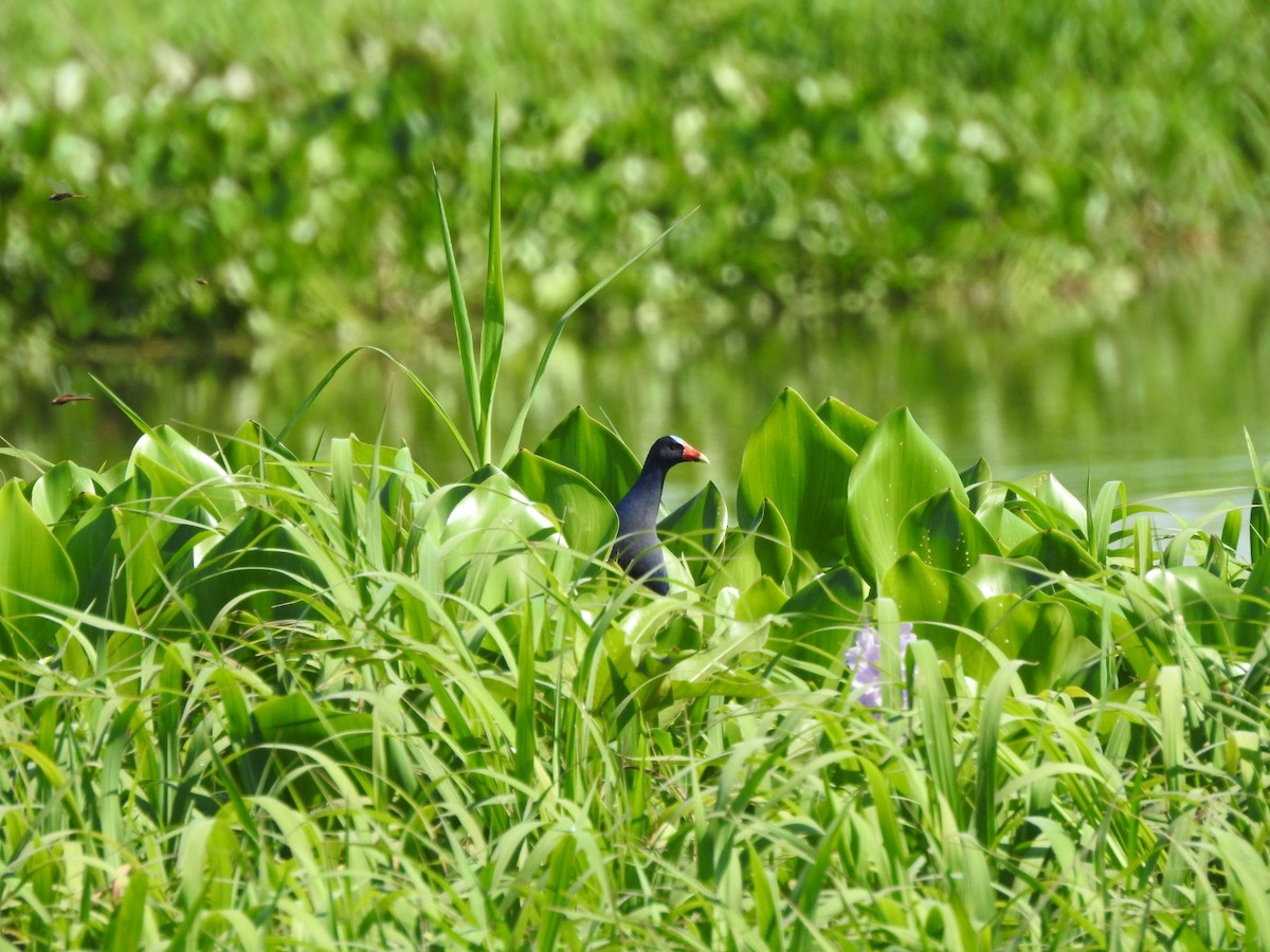 Sarı Bacaklı Sazhorozu - ML647759283