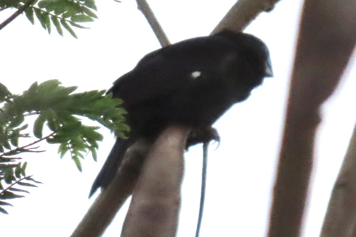 Küçük Koca Tohumcul - ML647759285