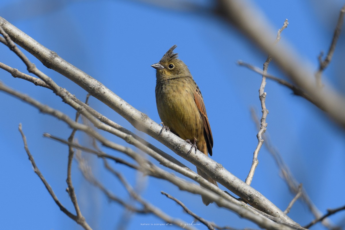 Tepeli Çinte - ML647759286