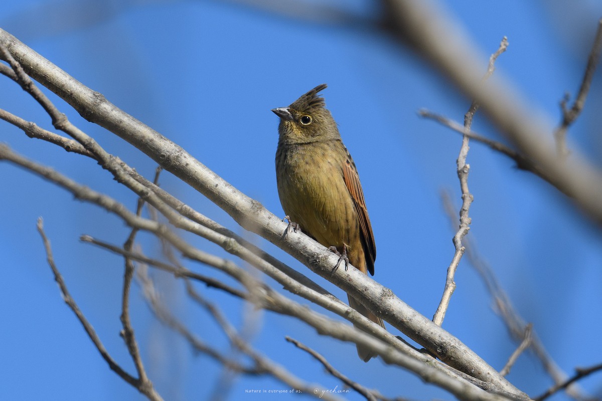 Tepeli Çinte - ML647759287