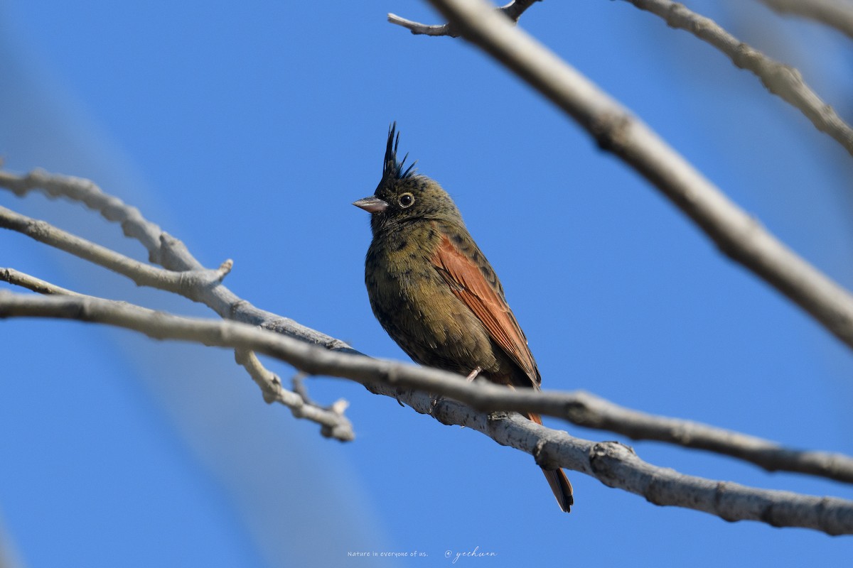 Tepeli Çinte - ML647759288
