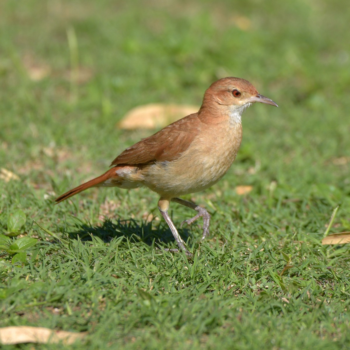 Pas Rengi Çömlekçikuşu - ML647759290