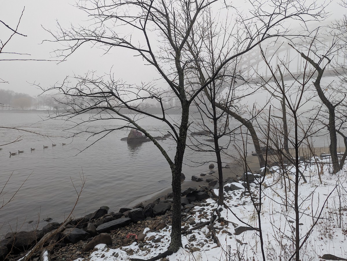 Halkalı Martı - ML647759293