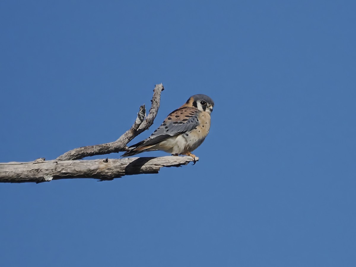 Ala Kerkenez - ML647759294