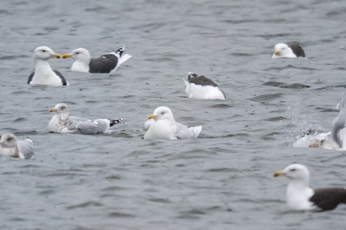 Kutup Martısı - ML647759297