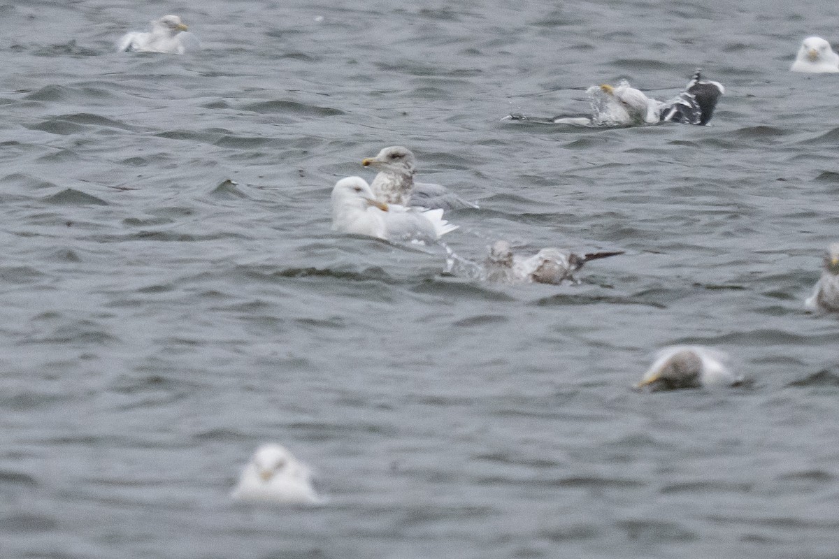 Kutup Martısı - ML647759298