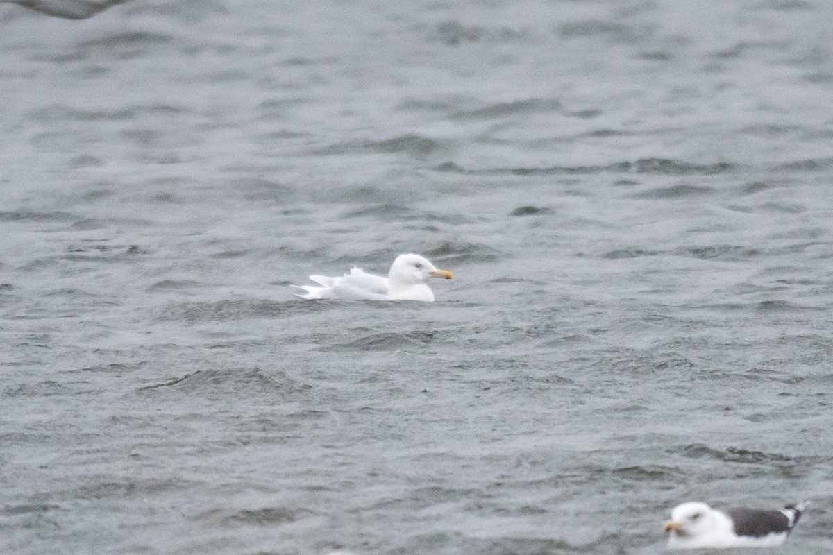 Kutup Martısı - ML647759299