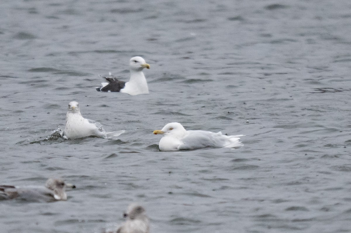 Kutup Martısı - ML647759300