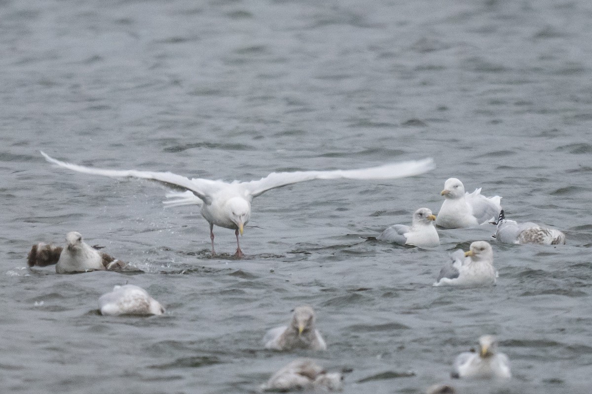 Kutup Martısı - ML647759301