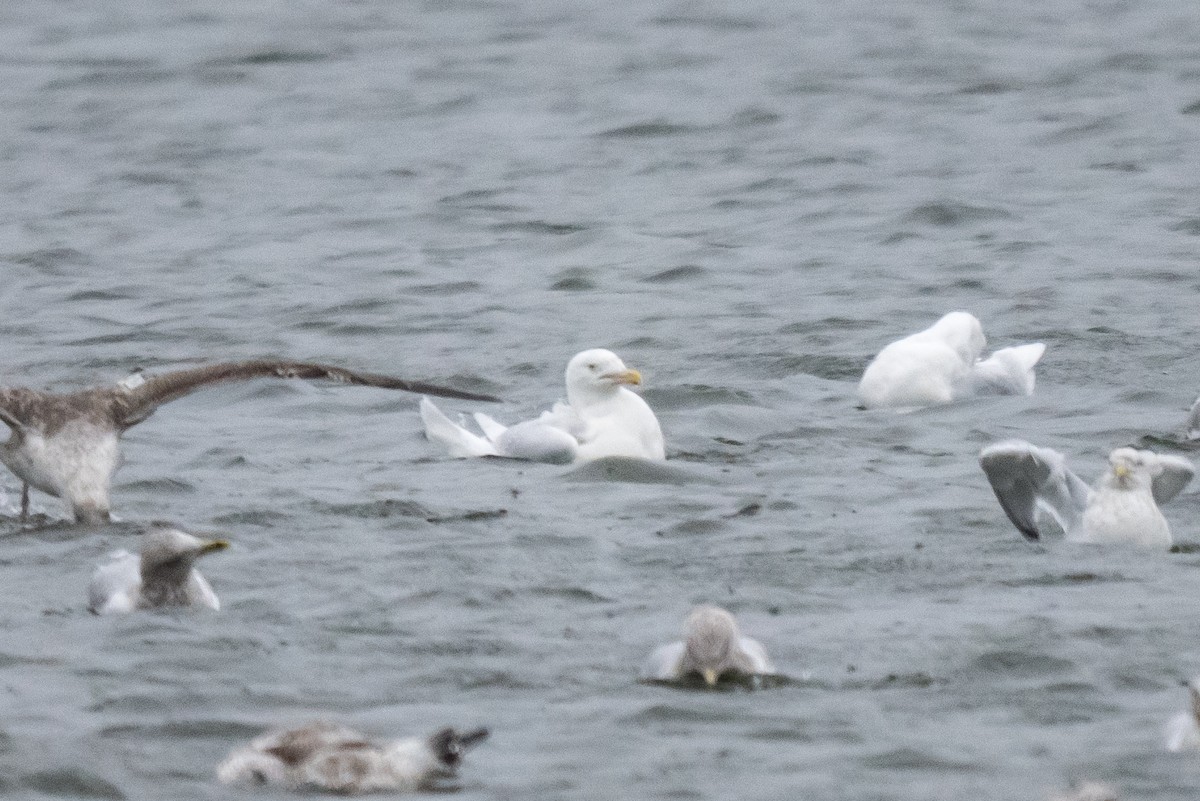 Kutup Martısı - ML647759302