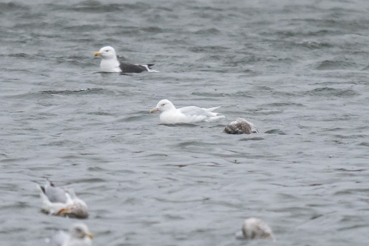 Kutup Martısı - ML647759303