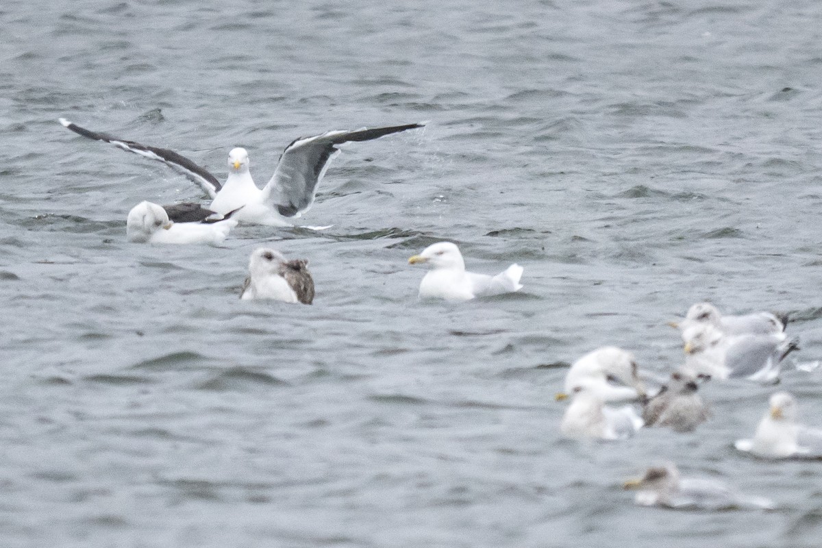 Kutup Martısı - ML647759304