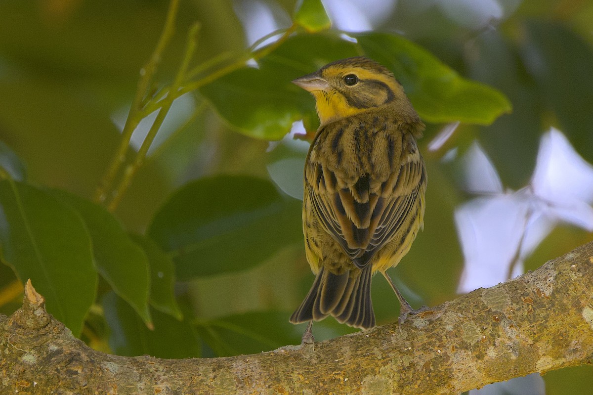 Söğüt Çintesi - ML647759306