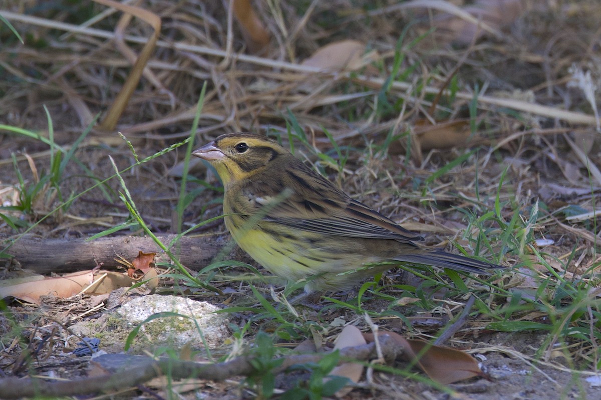 Söğüt Çintesi - ML647759307