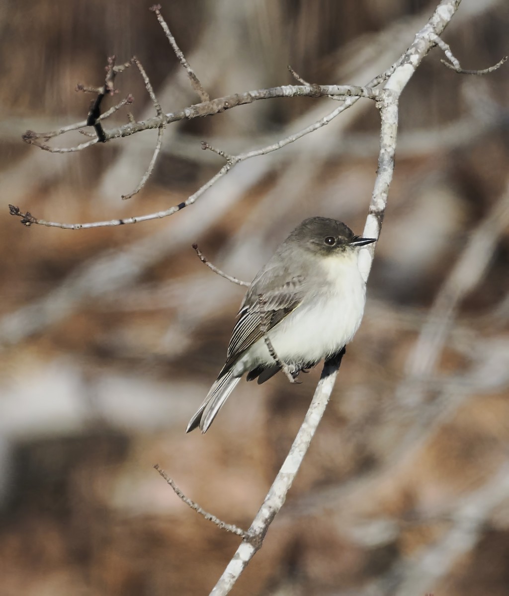 Ak Karınlı Fibi - ML647759312