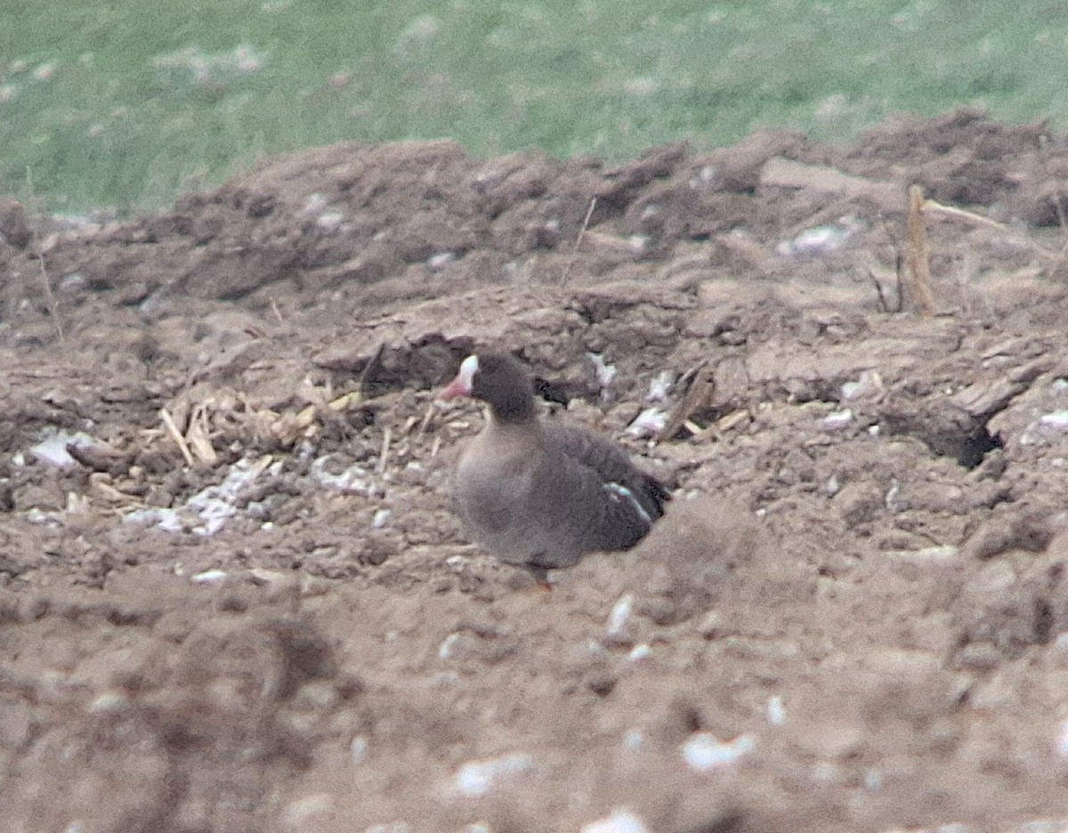 Küçük Sakarca - ML647759349