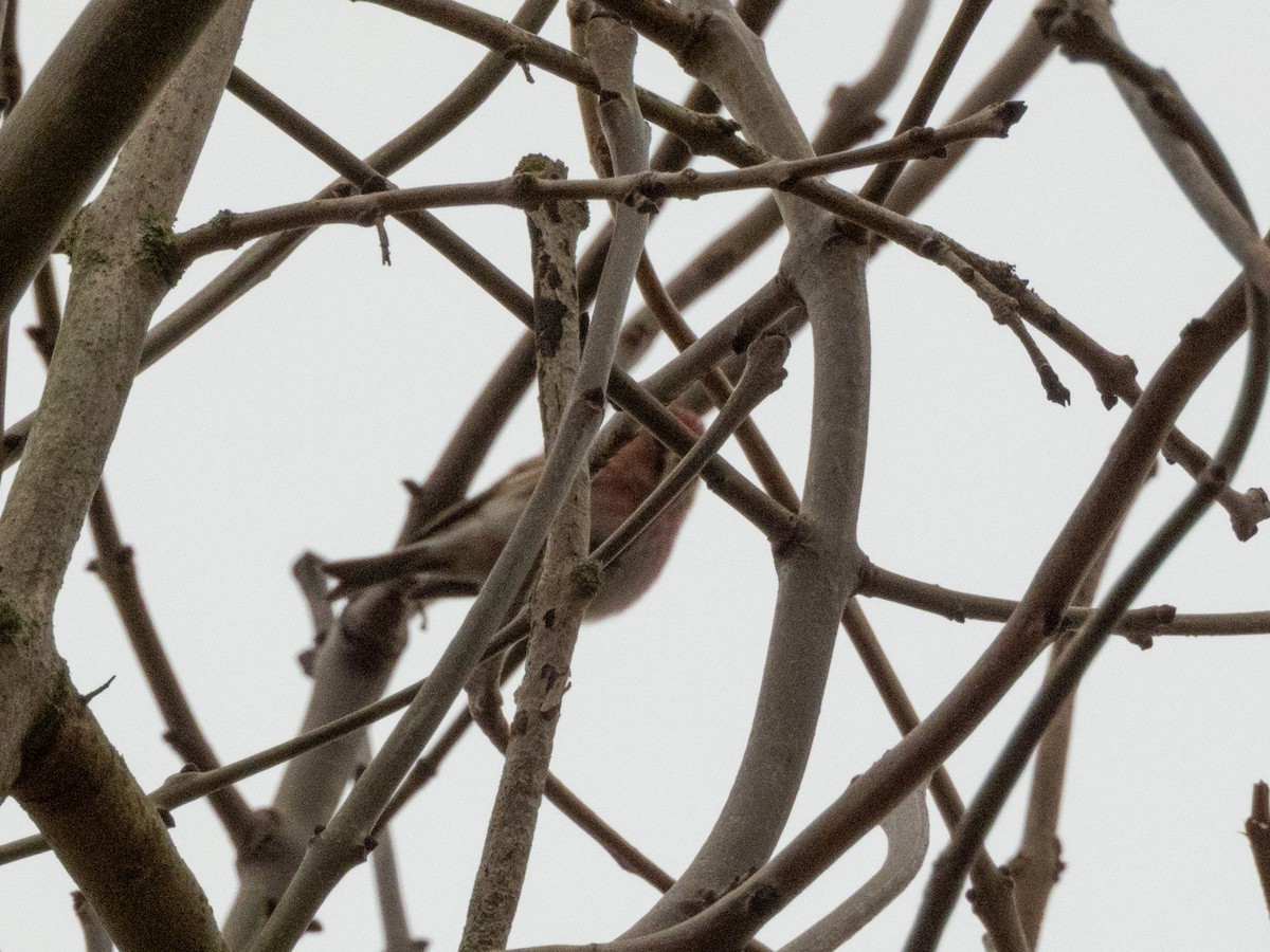 Redpoll (Lesser) - ML647759391