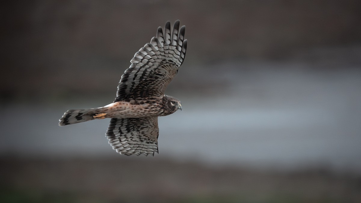 アメリカハイイロチュウヒ - ML647759396