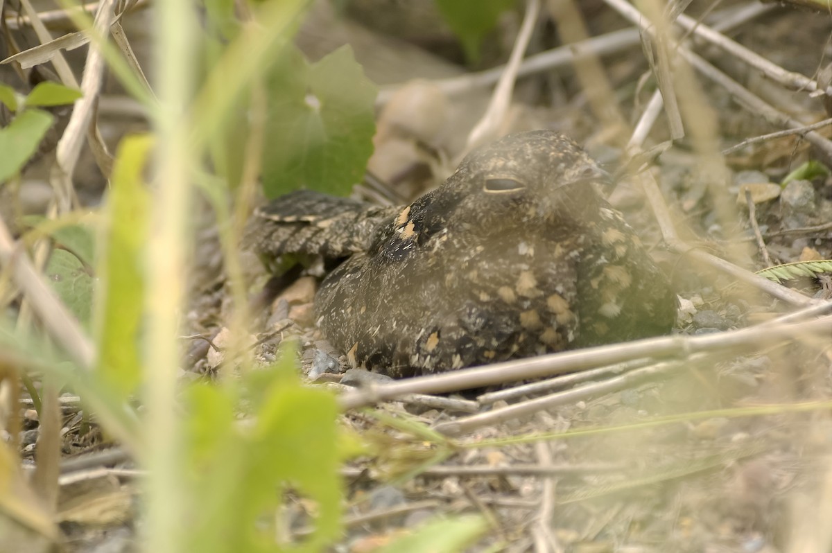 Engoulevent affin - ML647759441