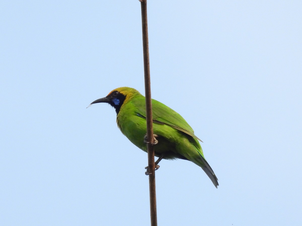 Golden-fronted Leafbird - ML647759449