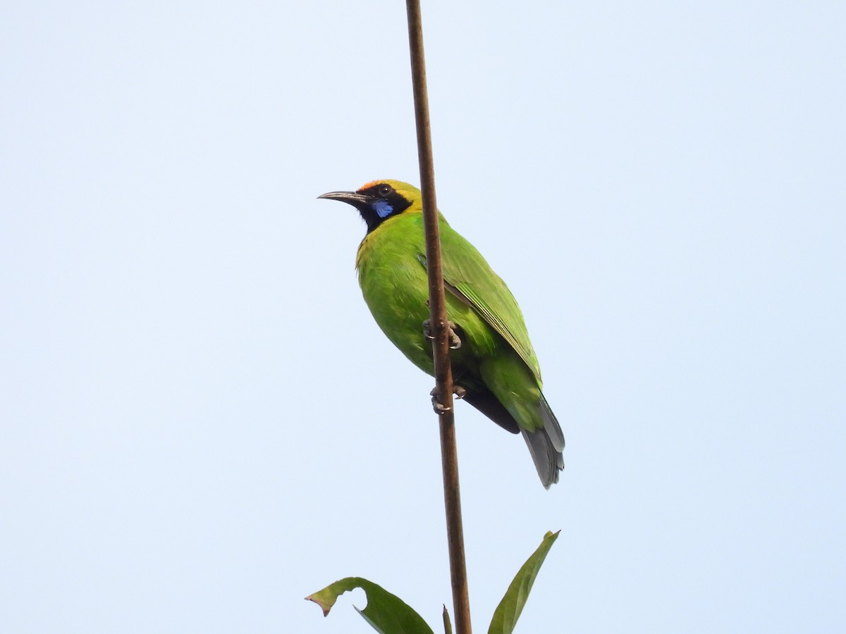Golden-fronted Leafbird - ML647759452