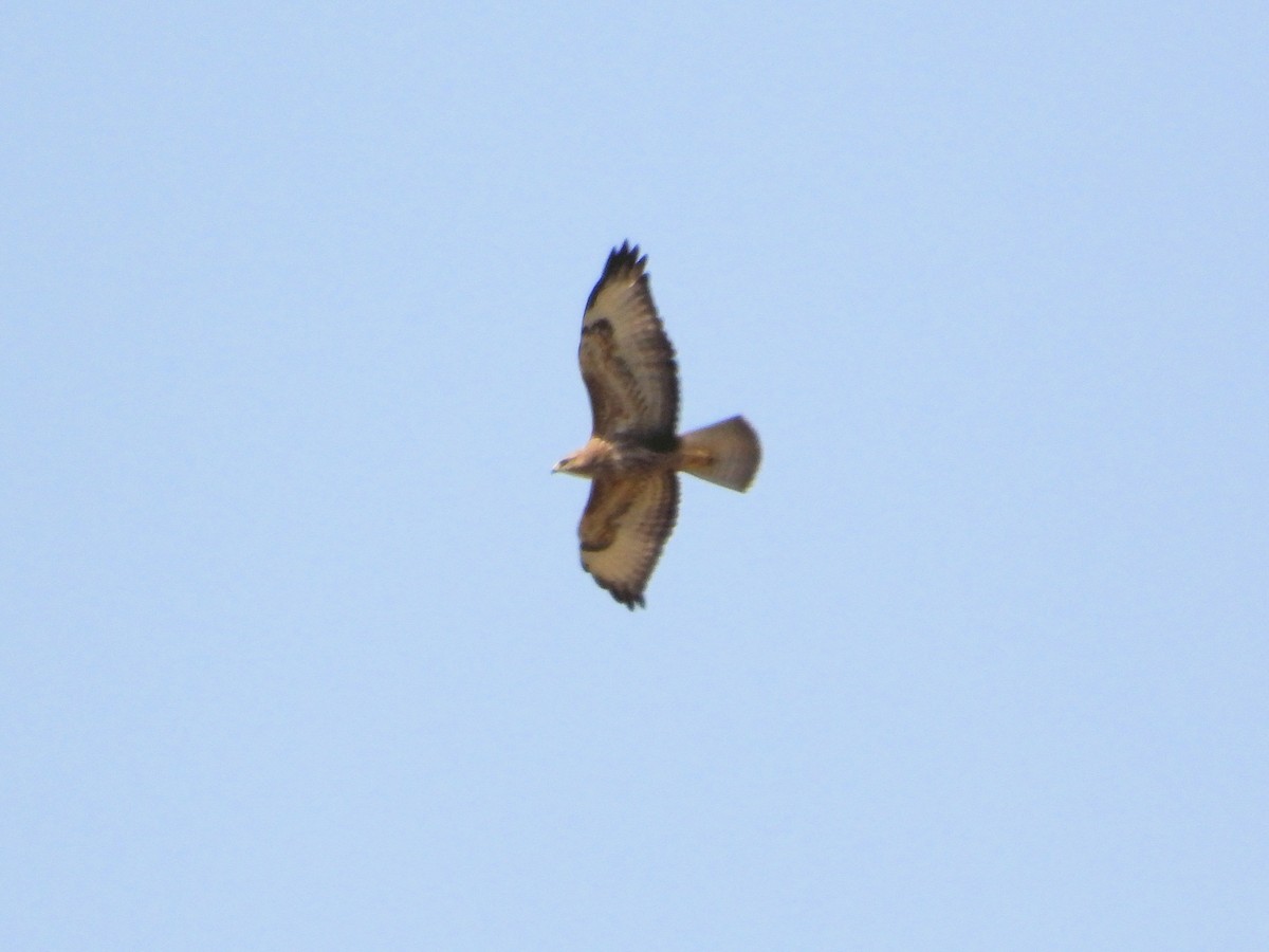 Common Buzzard (Steppe) - ML647759455