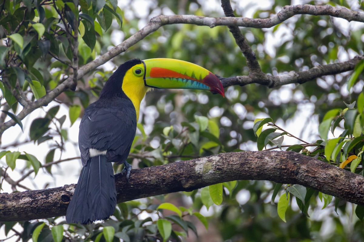 regnbuetukan - ML647759467