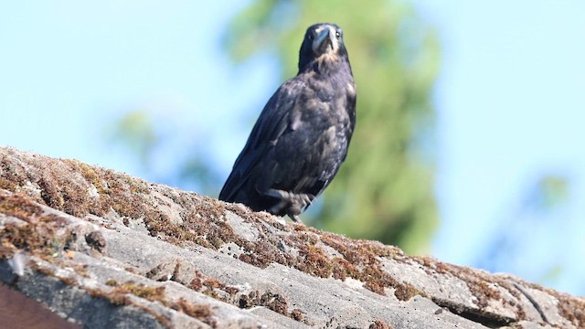 עורב מזרע - ML647759468
