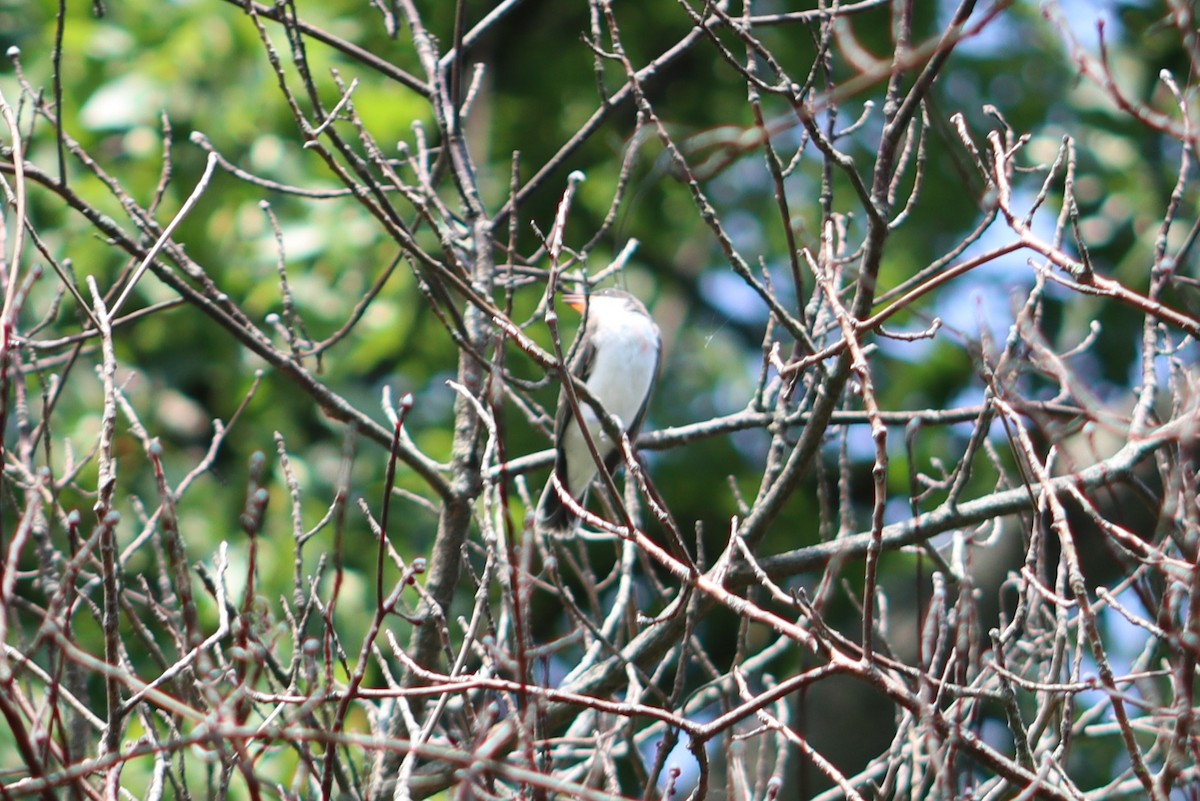 Tyran tritri - ML647759479