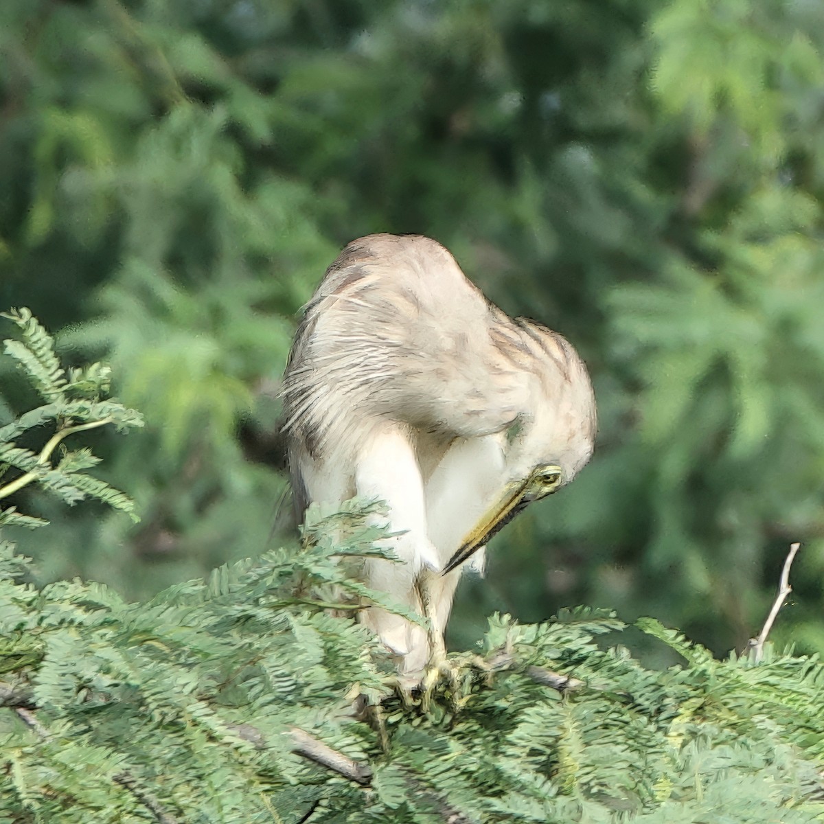 Indian Pond-Heron - ML647759480