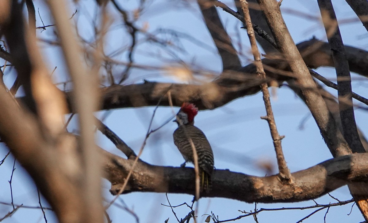 Cardinal Woodpecker - ML647759485
