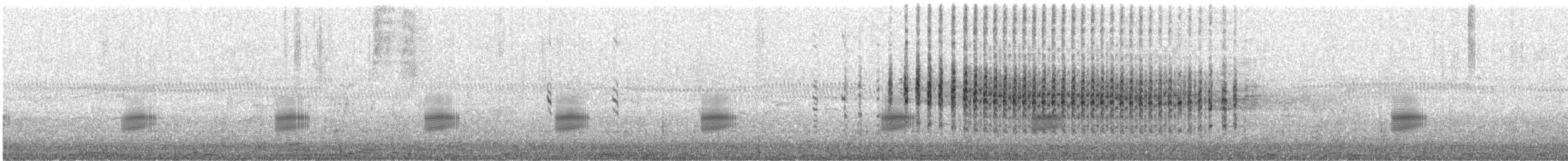 Australasian Grebe - ML647759488