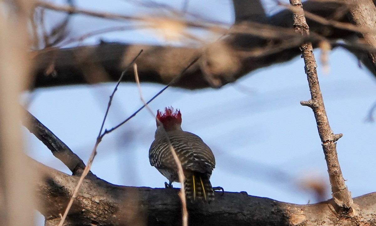Cardinal Woodpecker - ML647759492