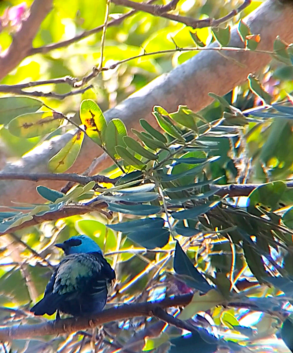 Blue-necked Tanager - ML647759502