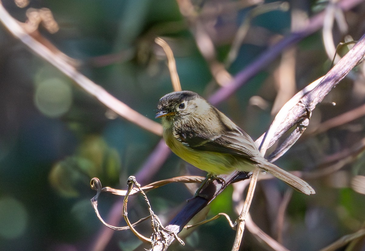 Піві-малюк чорноголовий - ML647759503