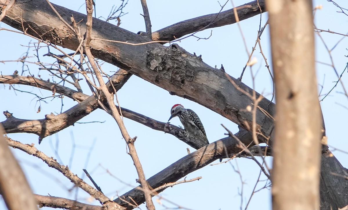 Cardinal Woodpecker - ML647759504