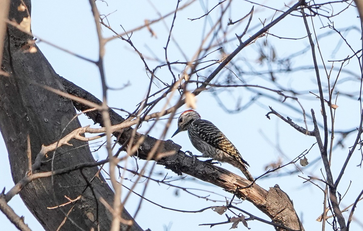 Cardinal Woodpecker - ML647759507