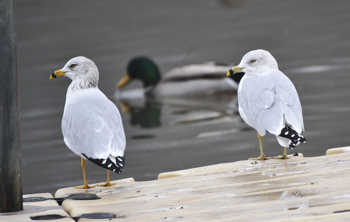 Ring-billed Gull - ML647759510