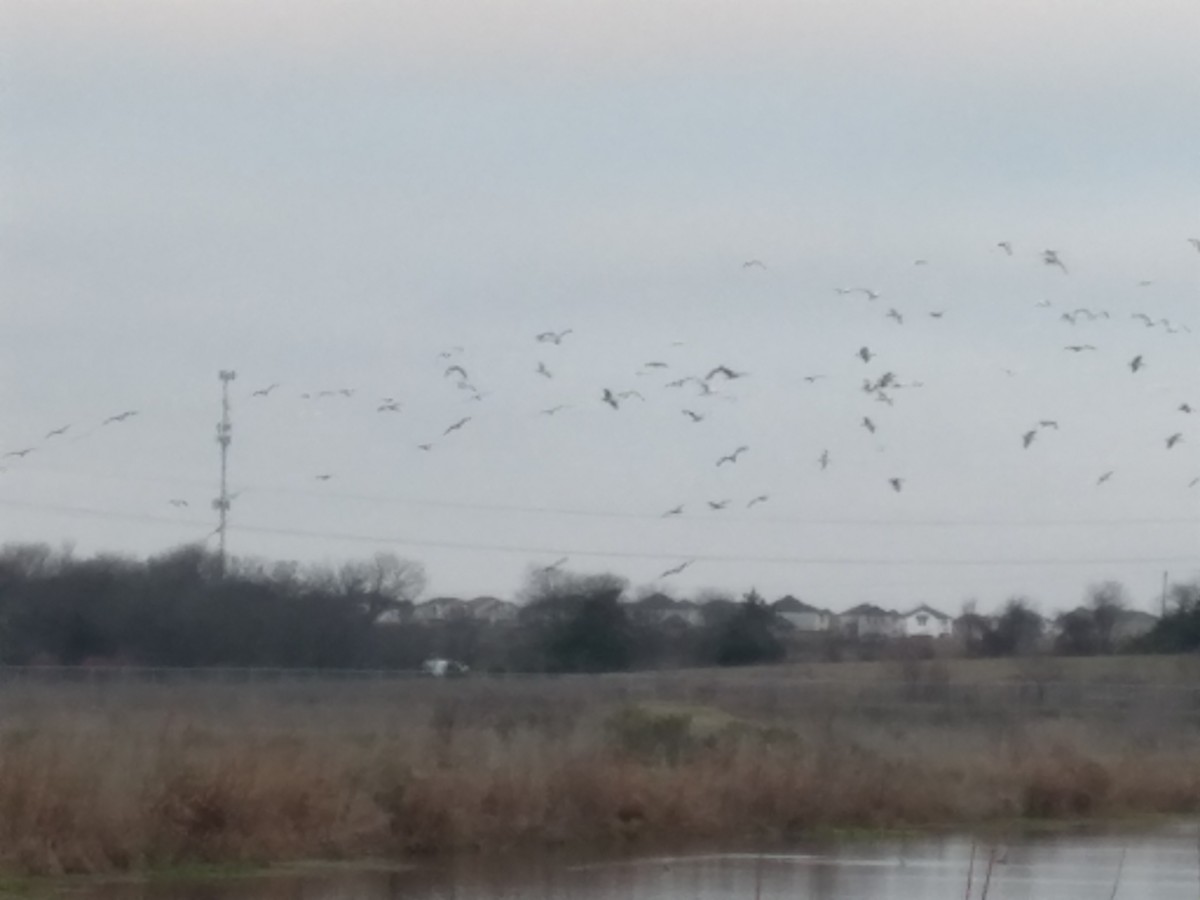 Corocoro Blanco - ML647759513