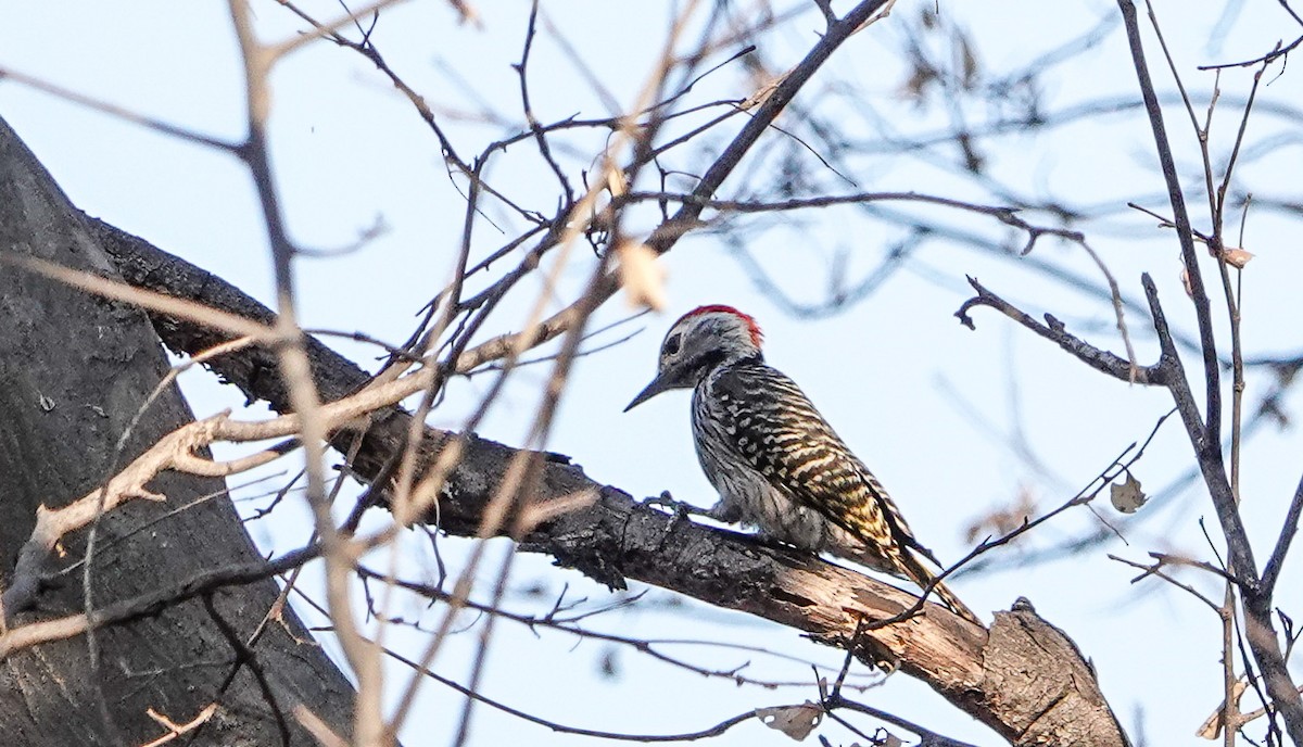 Cardinal Woodpecker - ML647759515