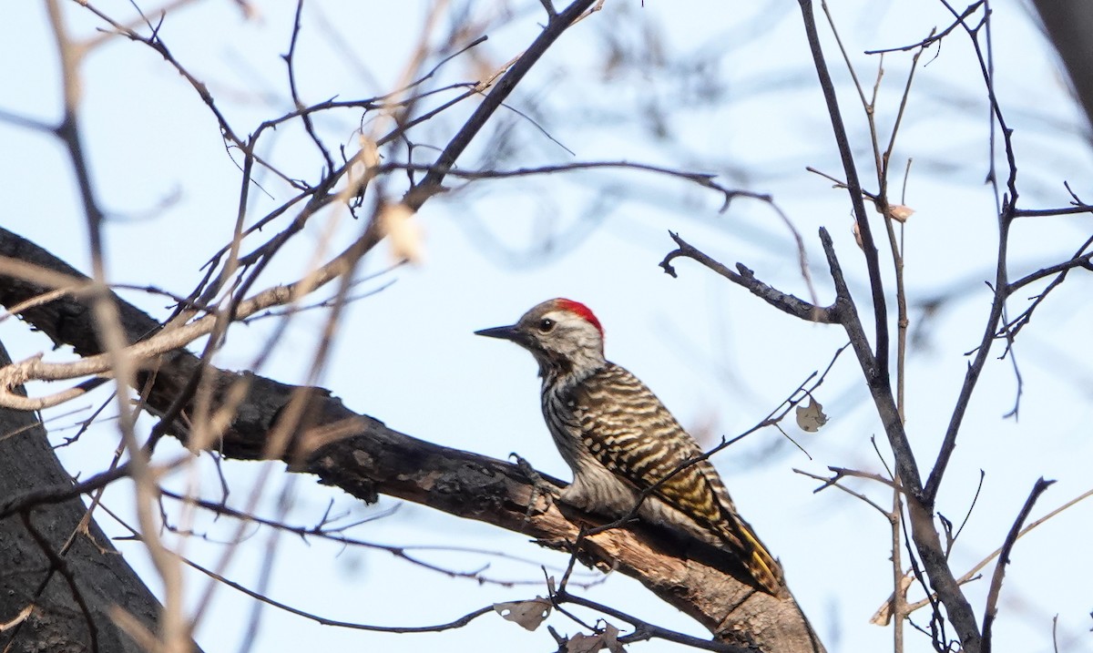 Cardinal Woodpecker - ML647759524