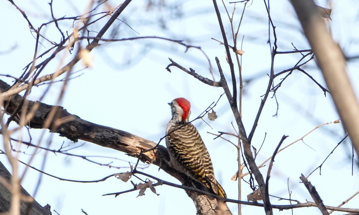 Cardinal Woodpecker - ML647759537