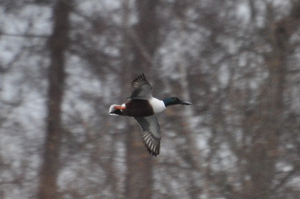 skjeand - ML647759547