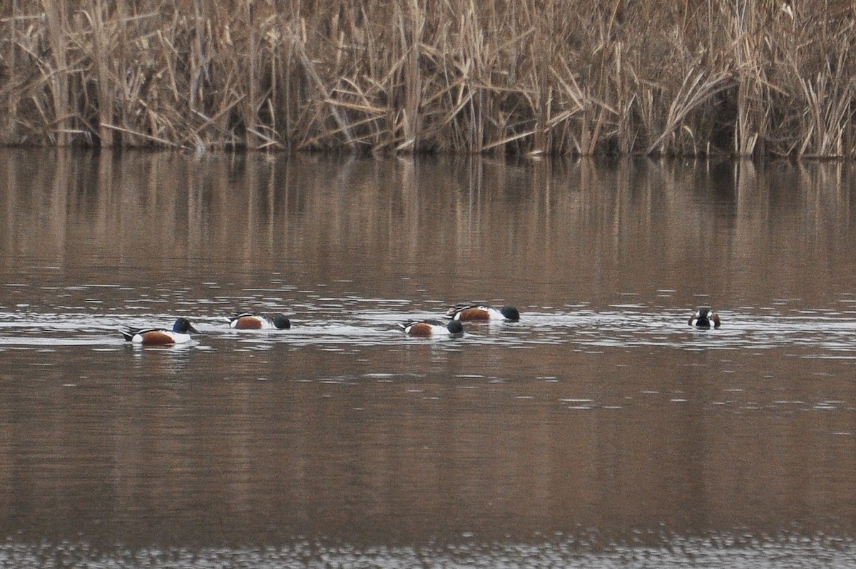 skjeand - ML647759548