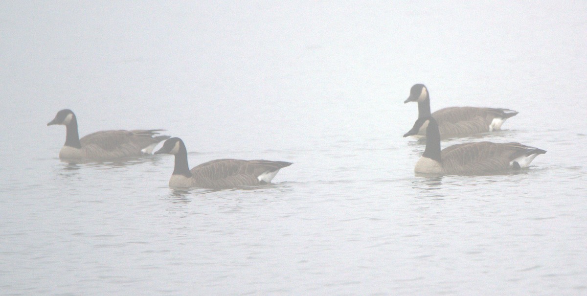 Canada Goose - ML647759553