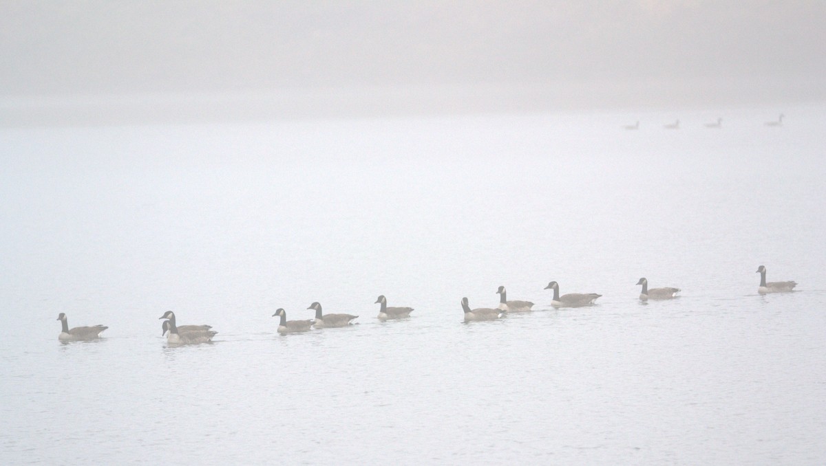 Canada Goose - ML647759554