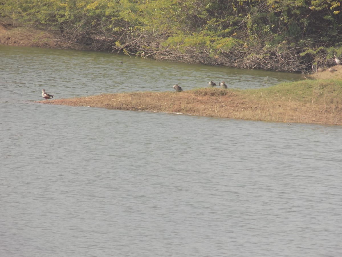 skjeand - ML647759560